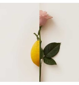 Extração de Rosa Limone de Parfum 50 ml - New Notes